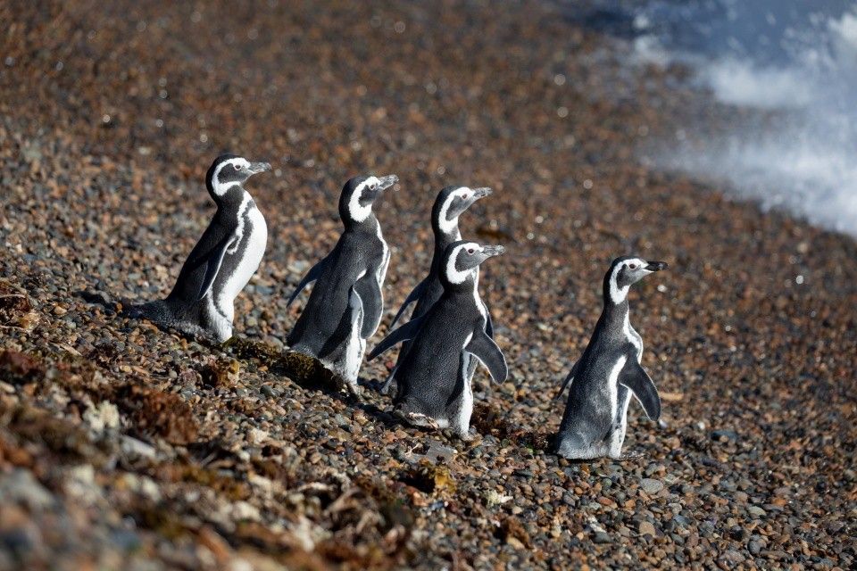 Colonia de pingüinos de Magallanes en la costa, la especie que se observa en Cabo Dos Bahías